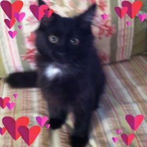 Meet your Posher, Pat